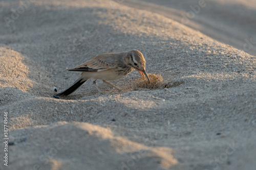 Greater hoopoe-lark on the northern coast of Qatar