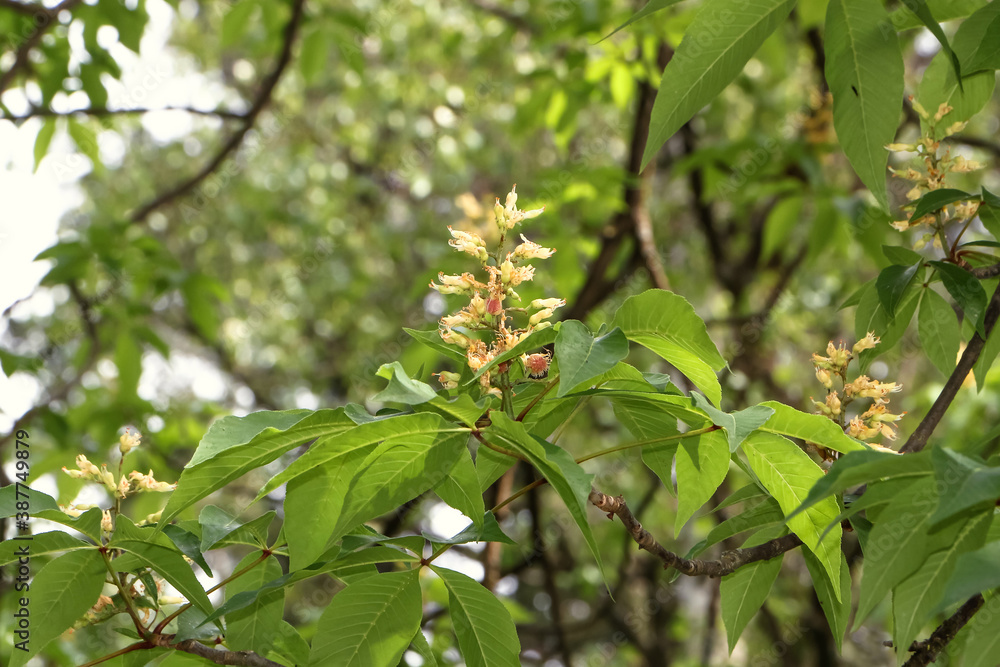 Blüten der Gelben Rosskastanie, Pavie, Aesculus flava Blüten der Gelben Rosskastanie, Pavie, Aesculus flava