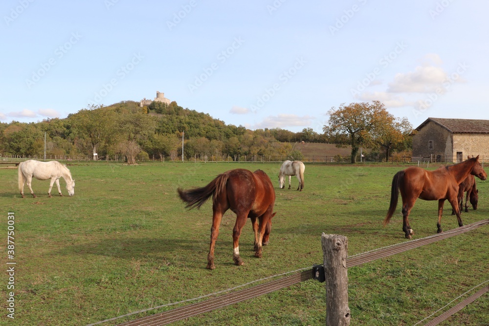 Chevaux broutant dans un pré, ville de Saint Quentin Fallavier, département de l'Isère, France Chevaux broutant dans un pré, ville de Saint Quentin Fallavier, département de l'Isère, France