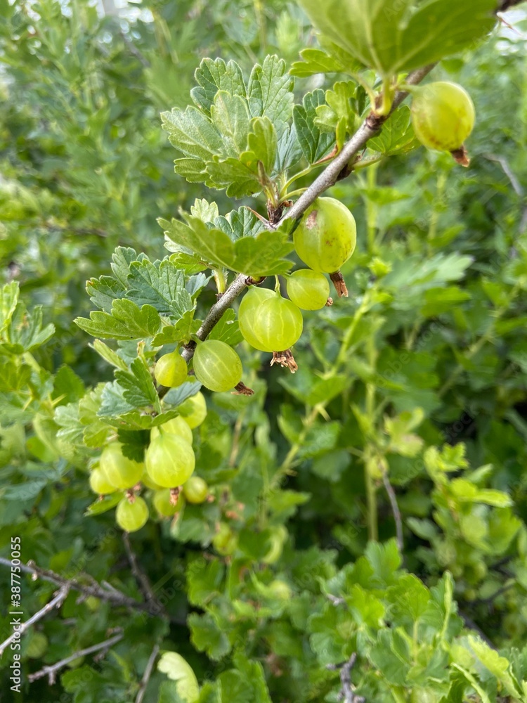 gooseberries on a bush gooseberries on a bush