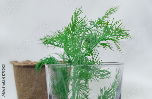 green plant, dill, in a glass of water against a blurred white background with a glass