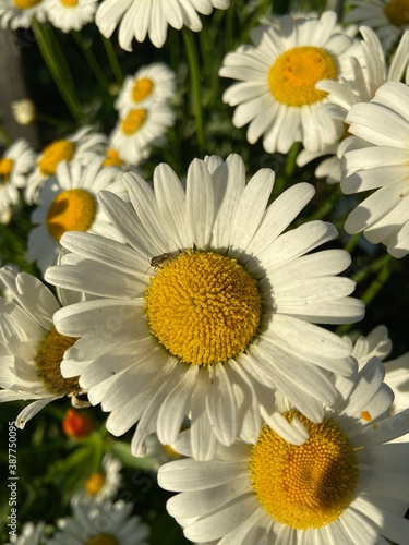 Camomile