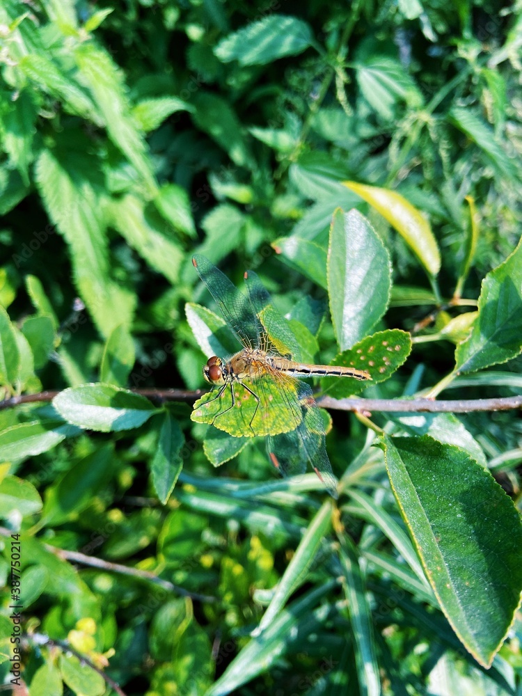 Obraz premium dragonfly on flower