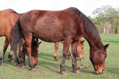 Chevaux broutant dans un pré, ville de Saint Quentin Fallavier, département de l'Isère, France