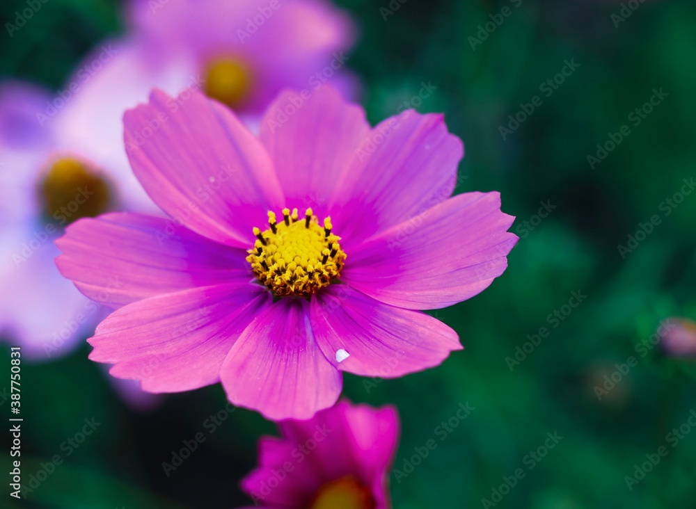 Closeup of a single cosmos flower in vivid colors Closeup of a single cosmos flower in vivid colors