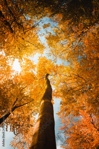Look up view to the sky of a autumn colors beech tree. Harz National Park, Harz Mountains in Germany