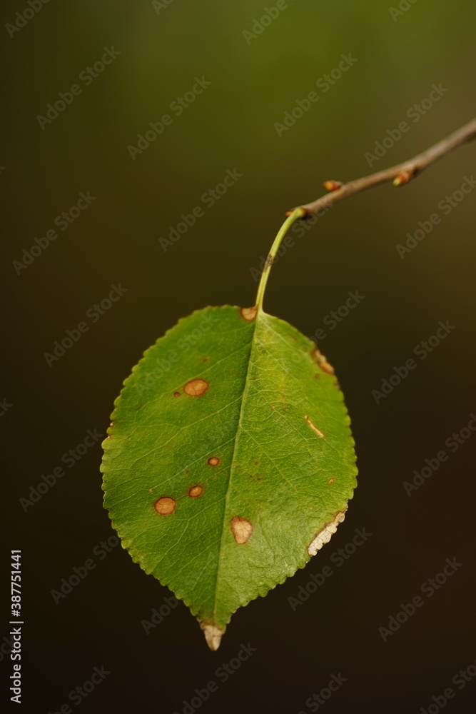 Fototapeta premium Small green spotted leaf hang on the branch.