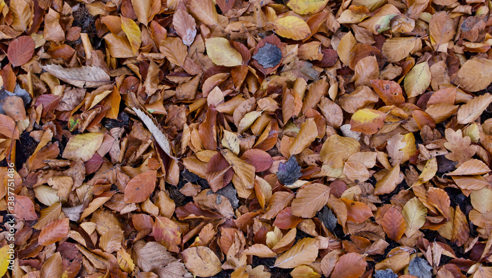 Brown autumnal foliage background with leaves of assorted brown colours Brown autumnal foliage background with leaves of assorted brown colours