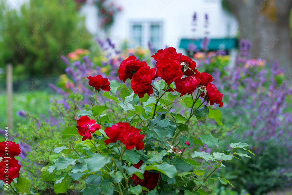 Fototapeta premium Keitum