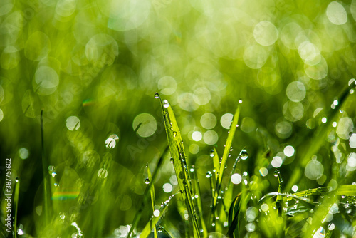 Close-up shot of water drops on green grass blades with beautiful bokeh. Background photo. Mock up