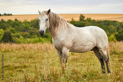 Конь или лошадь красивый белый стоит в поле летом или осенью.