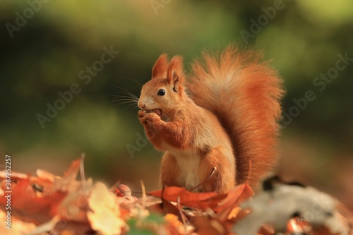 Art view on wild nature. Cute red squirrel with long pointed ears in autumn scene . Wildlife in october forest. . Sciurus vulgaris photo