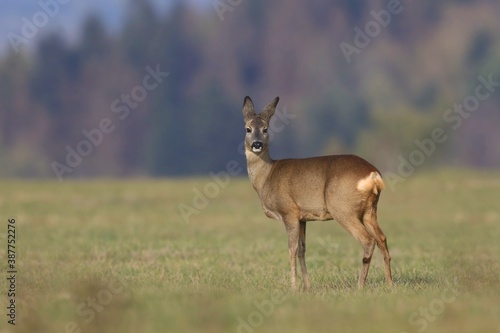 wildlife scene from autumn nature. roe standing on meadow. Roe Deer in the nature habitat. Capreolus capreolus.