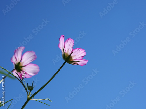秋の美しい青空の下で咲くピンク色のコスモスの花（日本の浜離宮恩賜庭園） © satou y1