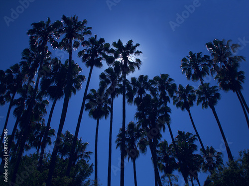 Palm trees in silhouette block a setting sun in Beverly Hills, California
