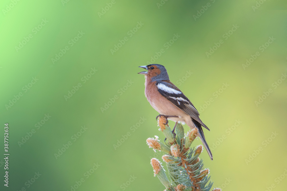 Singing male chaffinch (Fringilla coelebs) perched on the tip of a spruce branch against pastel green background, Alps, Italy.