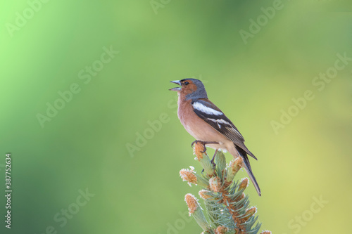 Obraz na płótnie Singing male chaffinch (Fringilla coelebs) perched on the tip of a spruce branch against pastel green background, Alps, Italy. w salonie