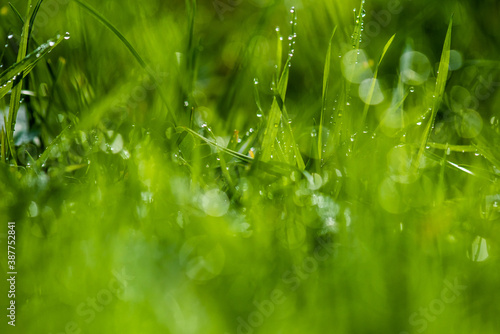 Dew drops on fresh green grass. Macro background