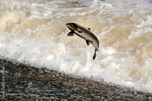 Atlantic Salmon on the River Ettrick near to Selkirk, Scottish Borders, UK. During the migration to spawning grounds photo