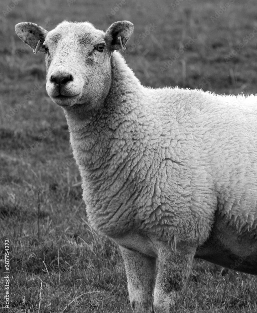 Obraz premium Black and white close up side facing sheep