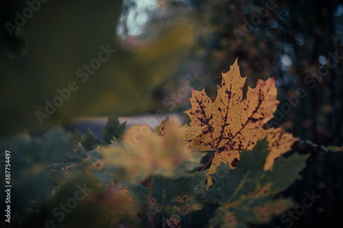 Herbst Stimmung in Deutschland Spaziergang