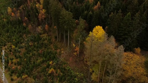 Mixed forest in the middle of Germany photo