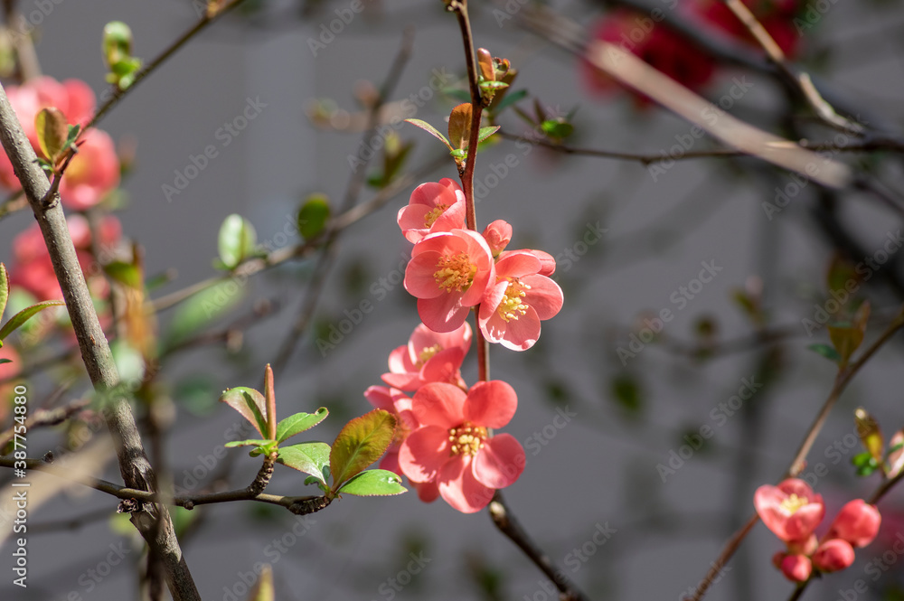 Chaenomeles japonica japanese maules quince flowering shrub, beautiful pink flowers in bloom on springtime branches Chaenomeles japonica japanese maules quince flowering shrub, beautiful pink flowers in bloom on springtime branches