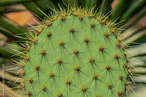 Wallpaper Mural green succulent cactus leaf with large thorns Torontodigital.ca