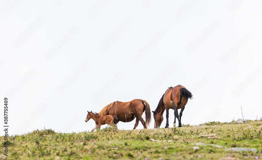 Fototapeta premium Team of wild horses and young colt eating grass in Galicia on a foggy day.