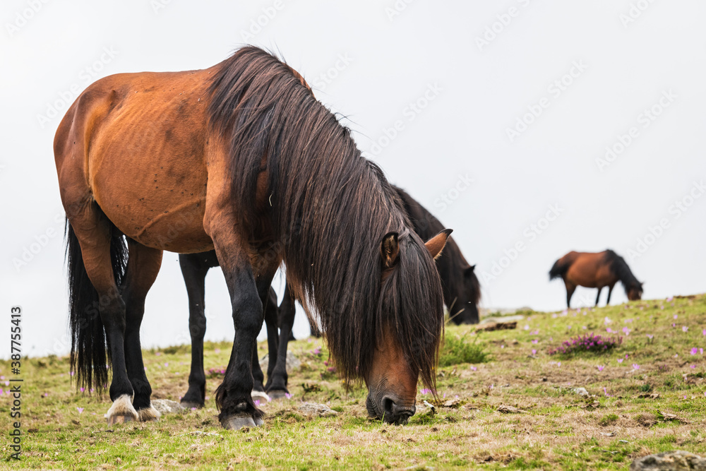 Team of wild horses eating grass in Galicia on a foggy day. Team of wild horses eating grass in Galicia on a foggy day.