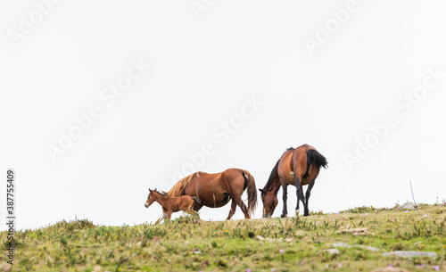 Team of wild horses and young colt eating grass in Galicia on a foggy day.