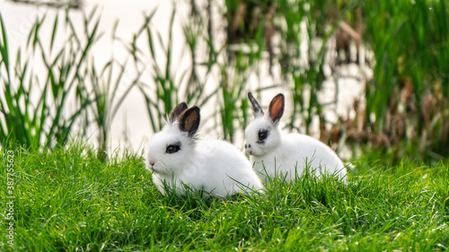 Two rabbits sitting on the grass