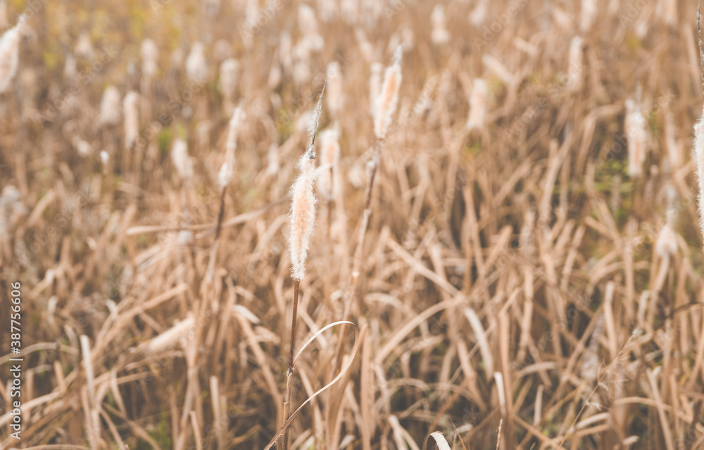 Dry reeds on the swamp in autumn day. Selective focus. Shallow depth of field. Dry reeds on the swamp in autumn day. Selective focus. Shallow depth of field.