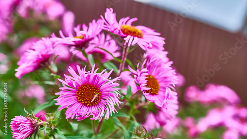 beautiful autumn flowers in the garden. close-up. color