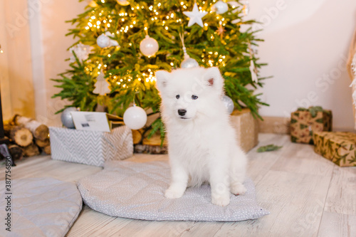 White and fluffy puppy near New Year s gifts and Christmas tree 
