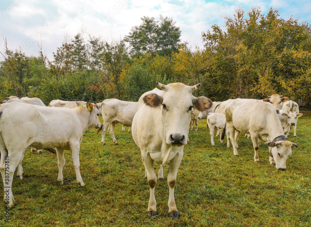 White cows on a meadow