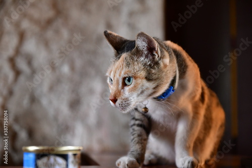 호랑이 눈빛을 가진 고양이