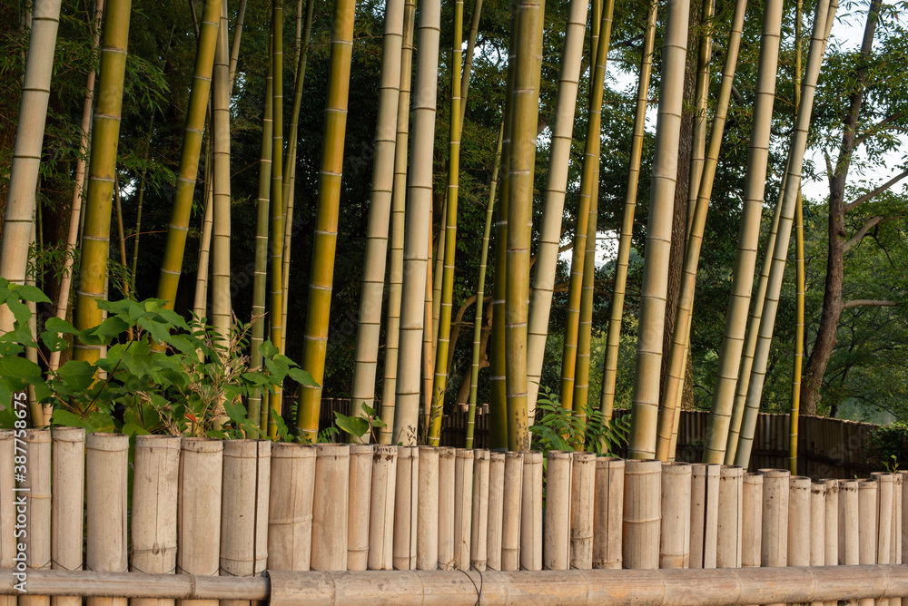 Obraz premium bamboo forest.
