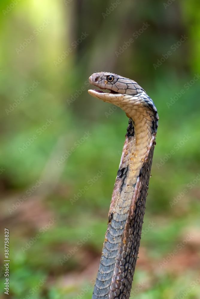 Fototapeta premium The king cobra (Ophiophagus hannah)