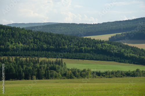 Landscape with green hills. Summer landscape with fields of grass and forest. © Irina Podoplelova