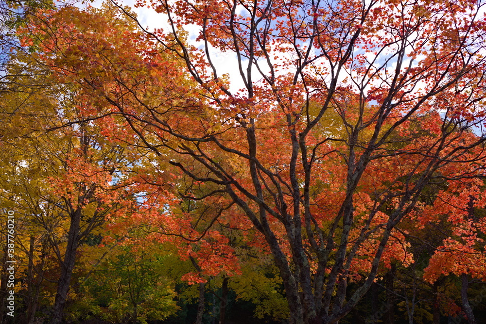 紅葉した楓