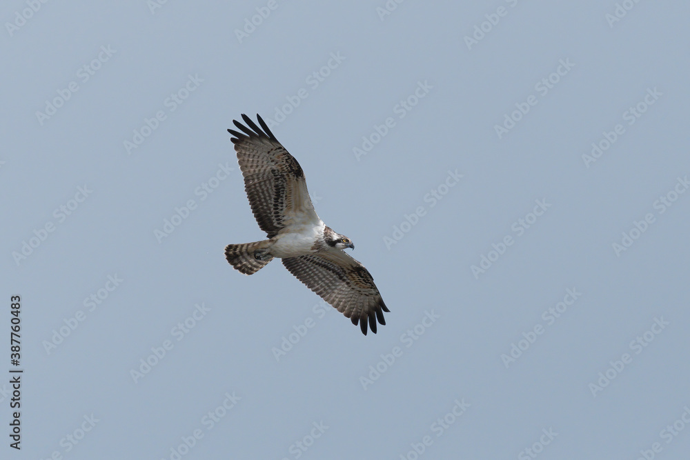 Fototapeta premium Fischadler am Jungfernweiher in der Eifel