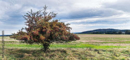 Common hawthorn in rural autumn panorama with cloudy sky. Crataegus monogyna. Alone thorny whitethorn tree with many red haws in landscape with stubble field and Choustnik hill view. Radenin, Czechia. photo