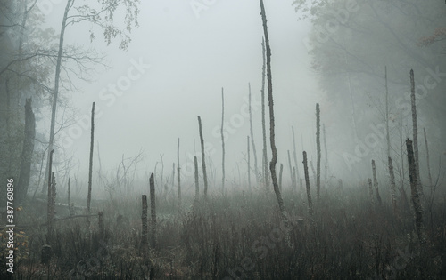 Empty, moody autumn swamp on a foggy morning with copy space