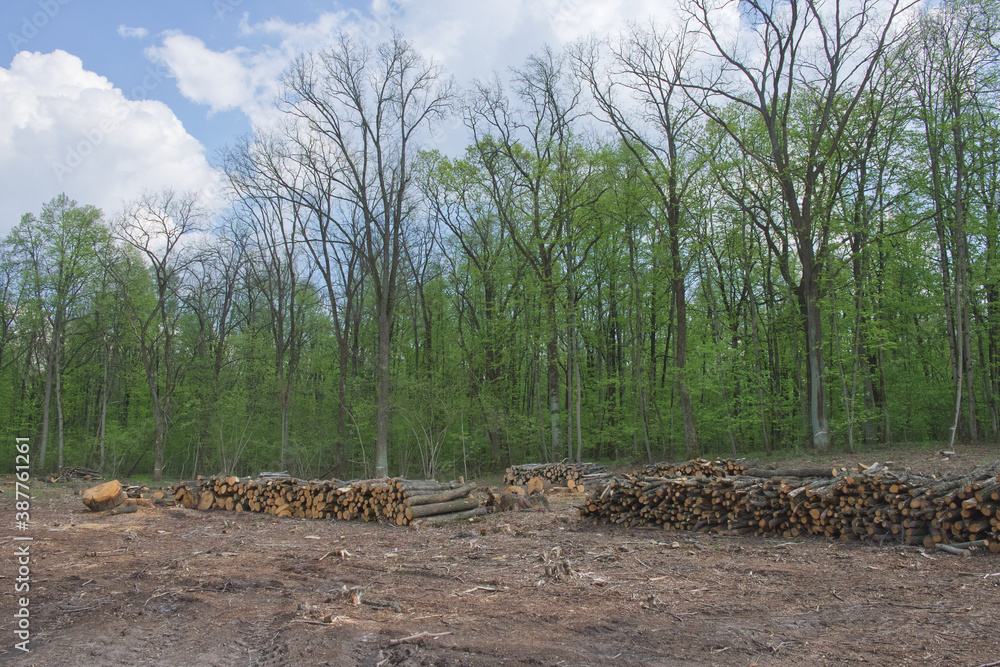Stacked tree trunks at felling. Forest clearing. Wood harvesting. Stacked tree trunks at felling. Forest clearing. Wood harvesting.