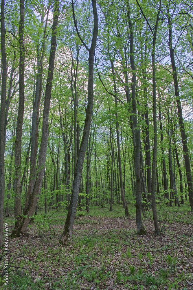 Trees in the spring deciduous forest. Beautiful shady forest.