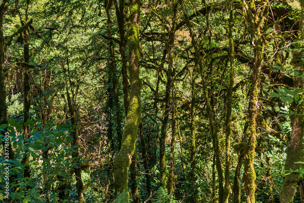 Tropical forest landscape. South of Russia Tropical forest landscape. South of Russia