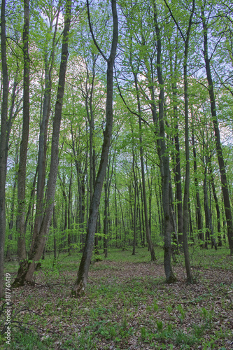 Trees in the spring deciduous forest. Beautiful shady forest.