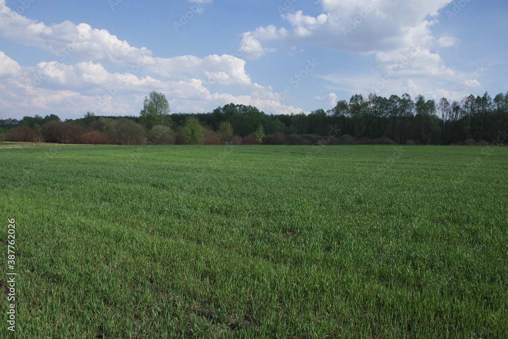 Beautiful cloudy sky over a green farm field. Fresh wheat sprouts in a spring field. Agricultural landscape.