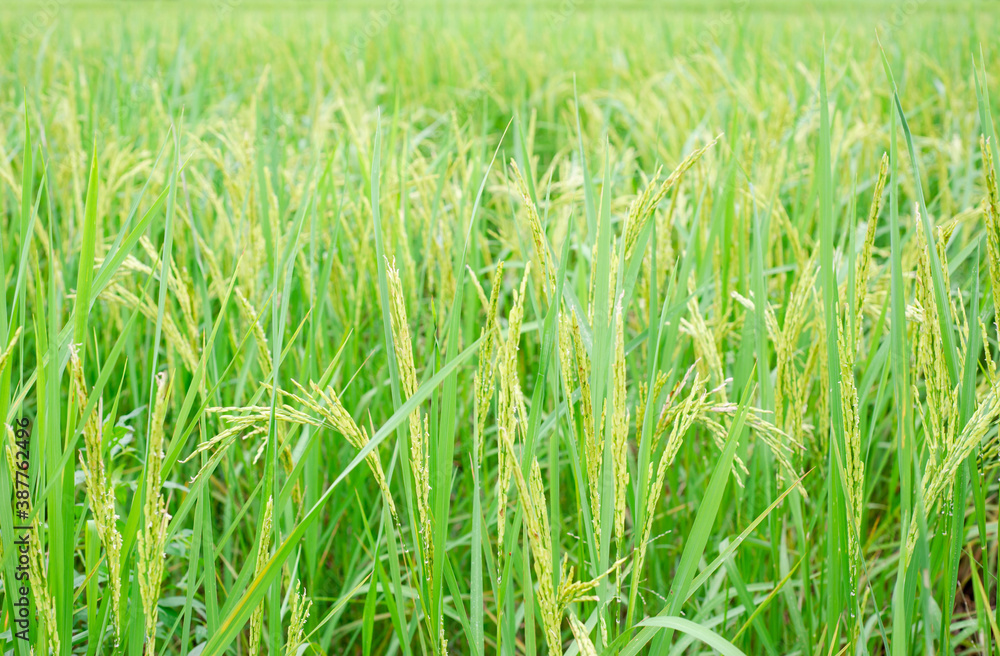 Obraz premium The ears of unripe rice and green rice leaves, green rice fields.